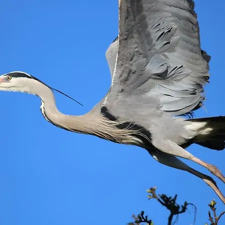Copper Cove 度假居 Shercock