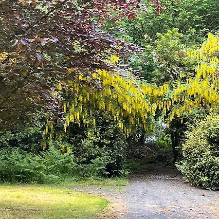 Copper Cove * Shercock